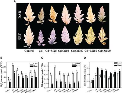 Corrigendum: Melatonin mitigates cadmium phytotoxicity through modulation of phytochelatins biosynthesis, vacuolar sequestration, and antioxidant potential in Solanum lycopersicum L